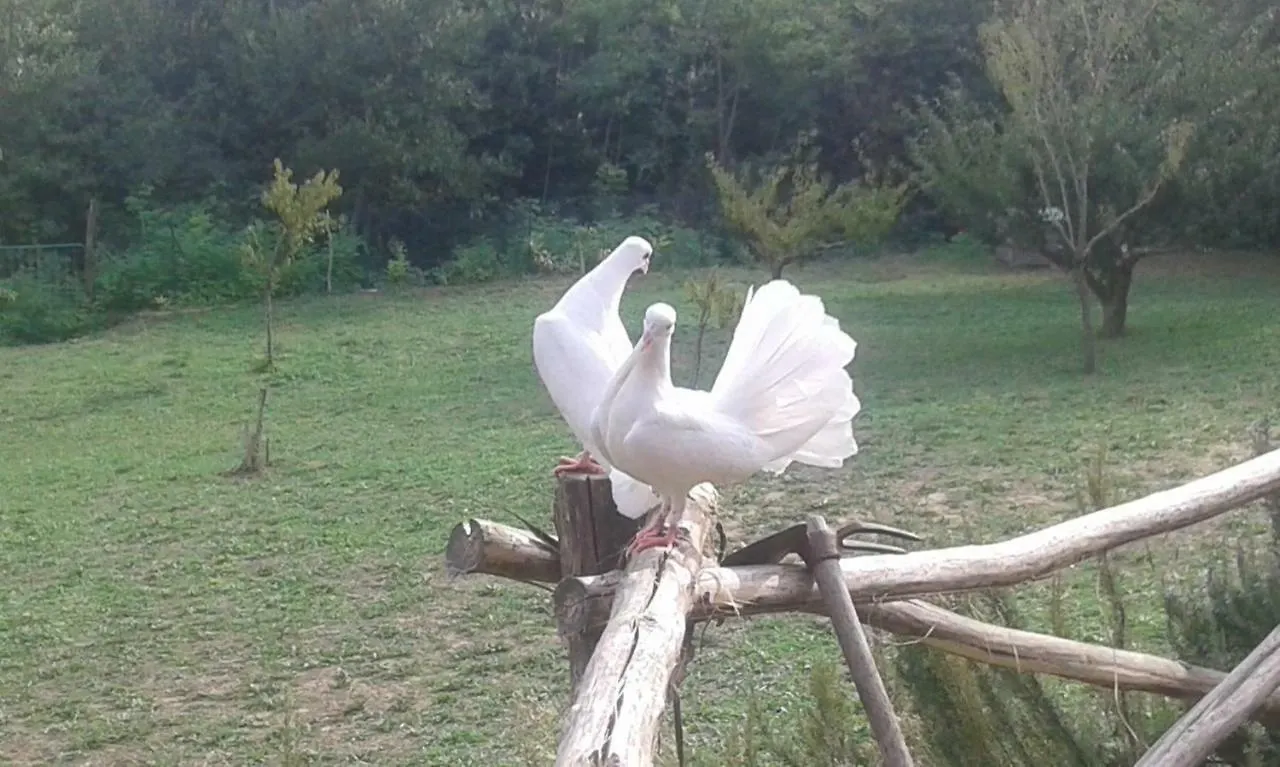 Mulino A Vento Villa Fauglia 0*,