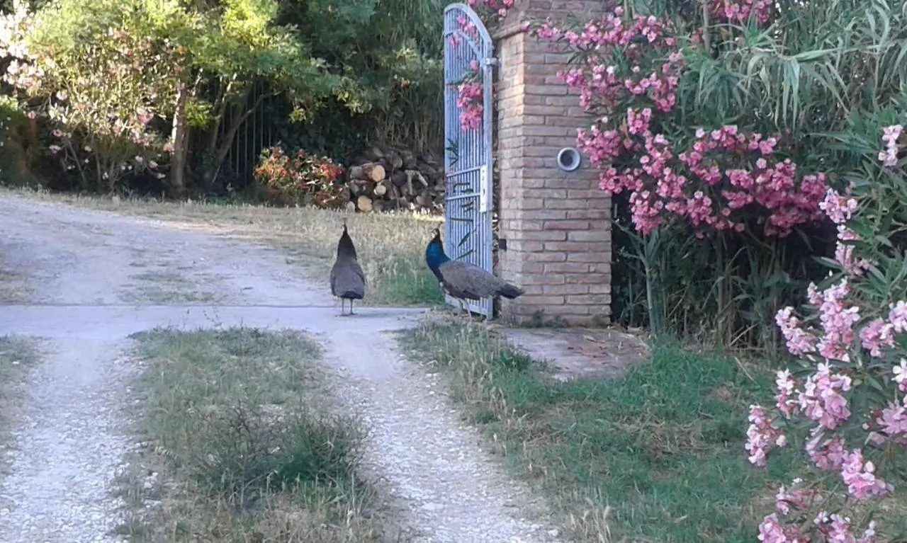 Mulino A Vento Villa Fauglia