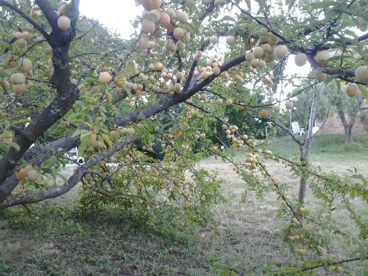 Mulino A Vento Villa Fauglia Italy